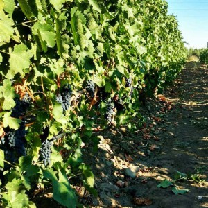 Proper Estate Vineyard