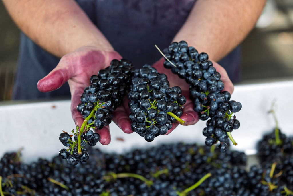 J David Vineyard