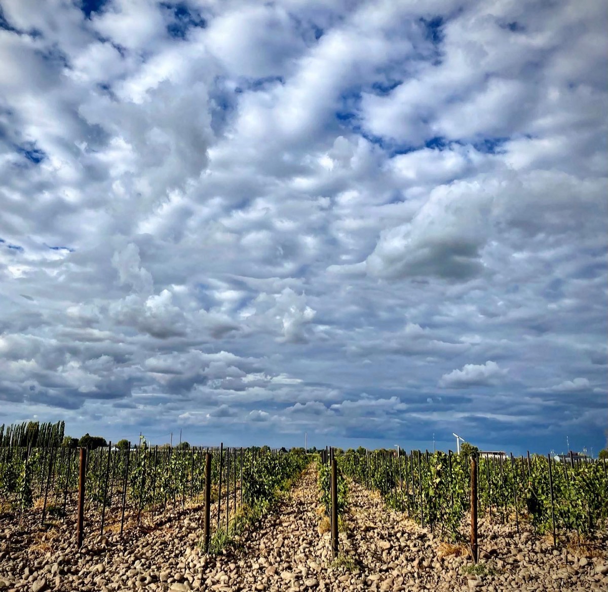 Petros Vineyard