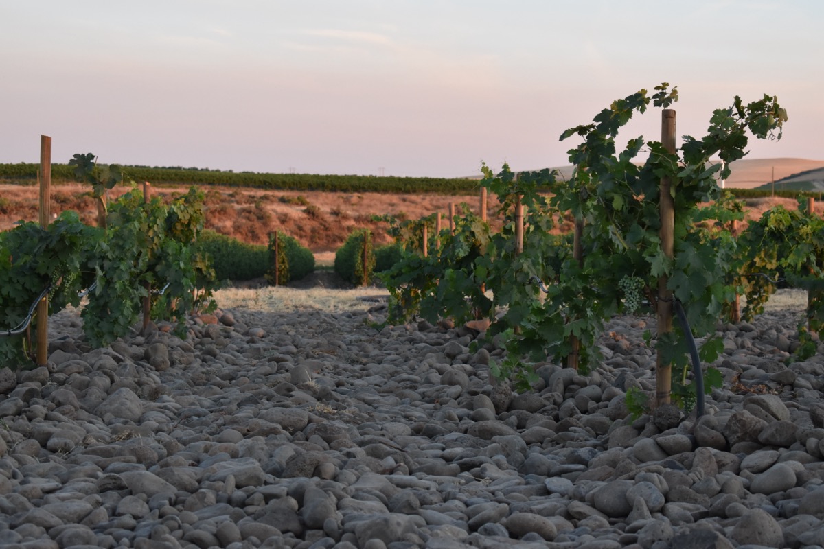SJR Vineyard