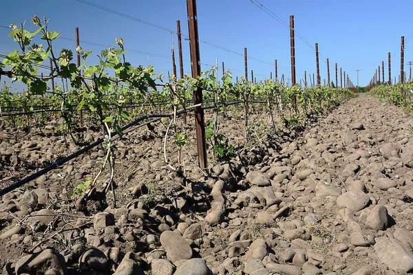 Oregon’s newest AVA attracting development